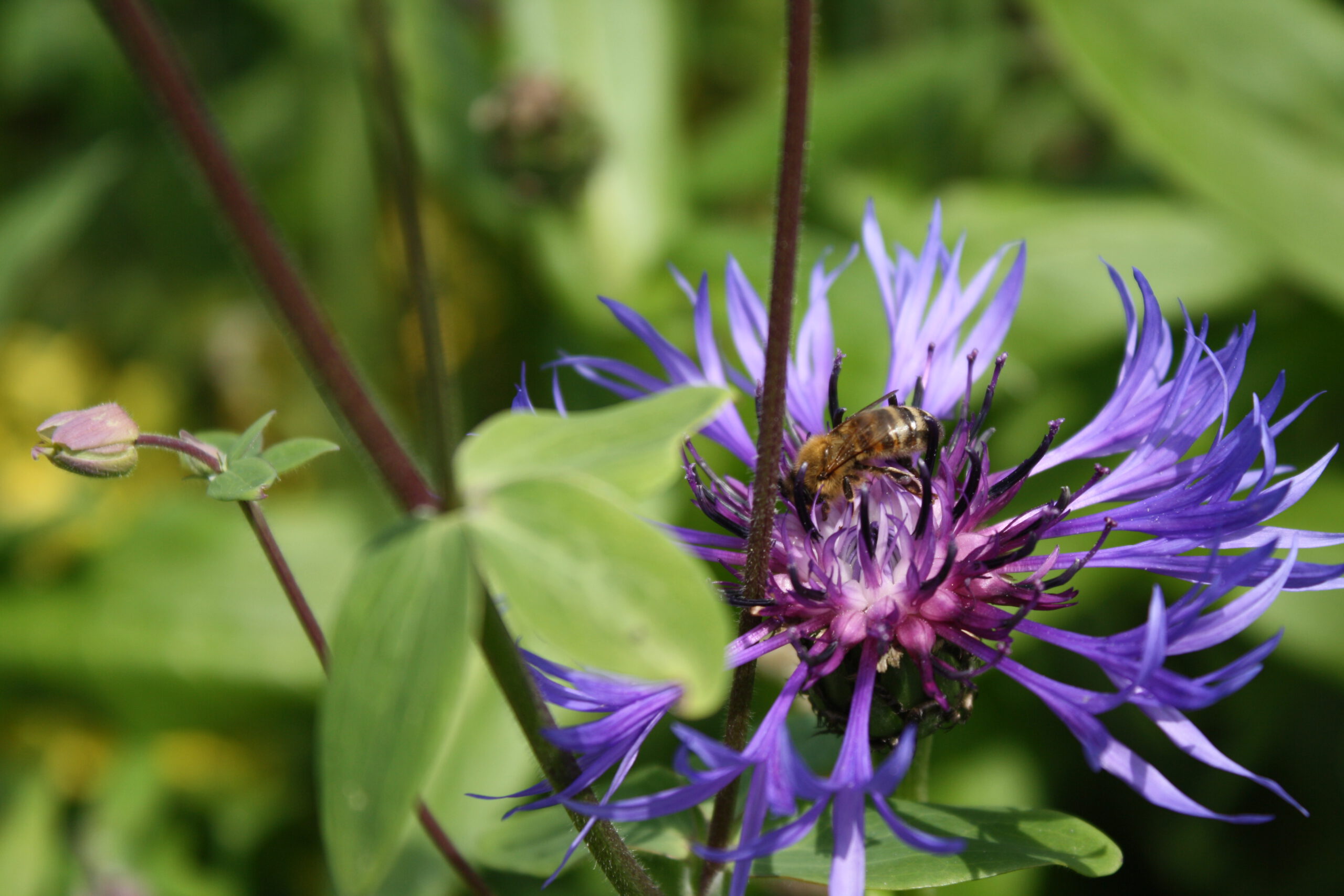 Insektensterben stoppen – was jeder tun kann!