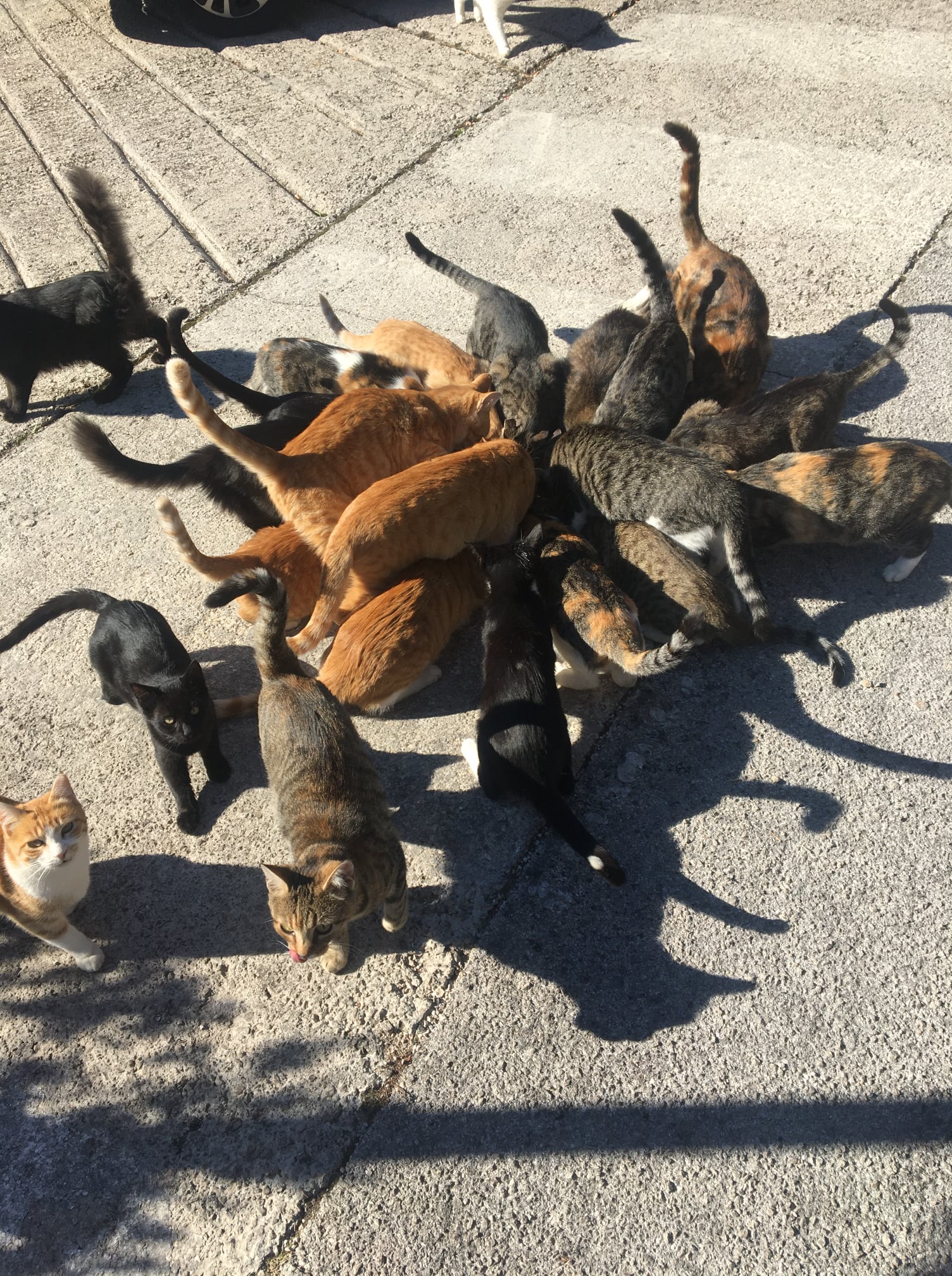 SOS Dubrovnik Cats, Kroatien